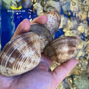 Nghêu Sần - Sống