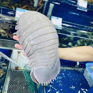 Bọ Biển Loại 1 - Sống (Kg)