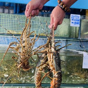 Tôm Hùm Xanh (Size Đặc Biệt) - Sống