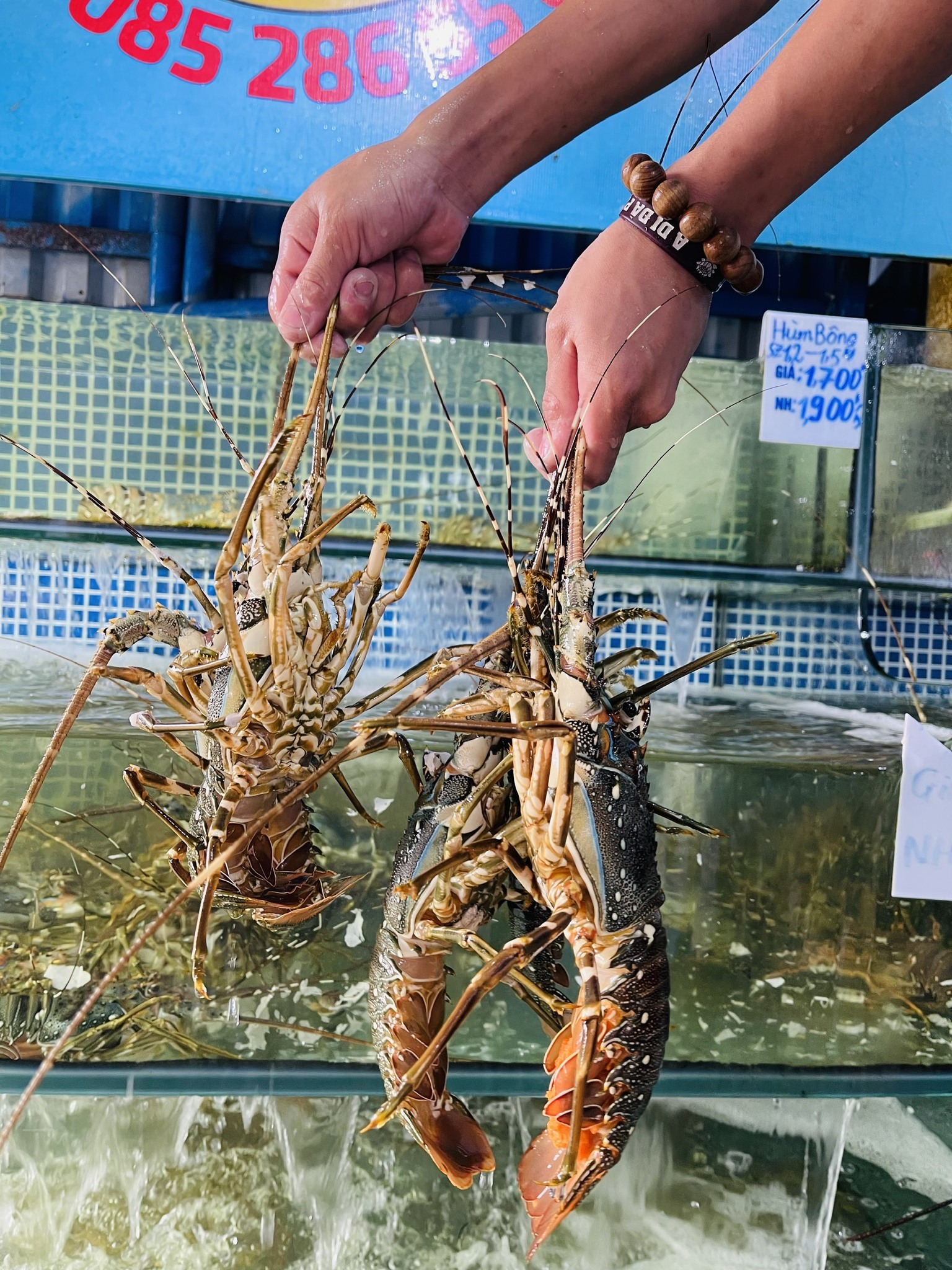 Tôm Hùm Xanh (Size Đặc Biệt) - Sống