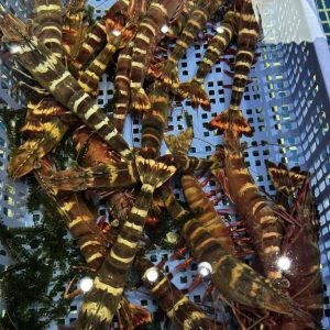 Tôm Sú Hổ Tự Nhiên