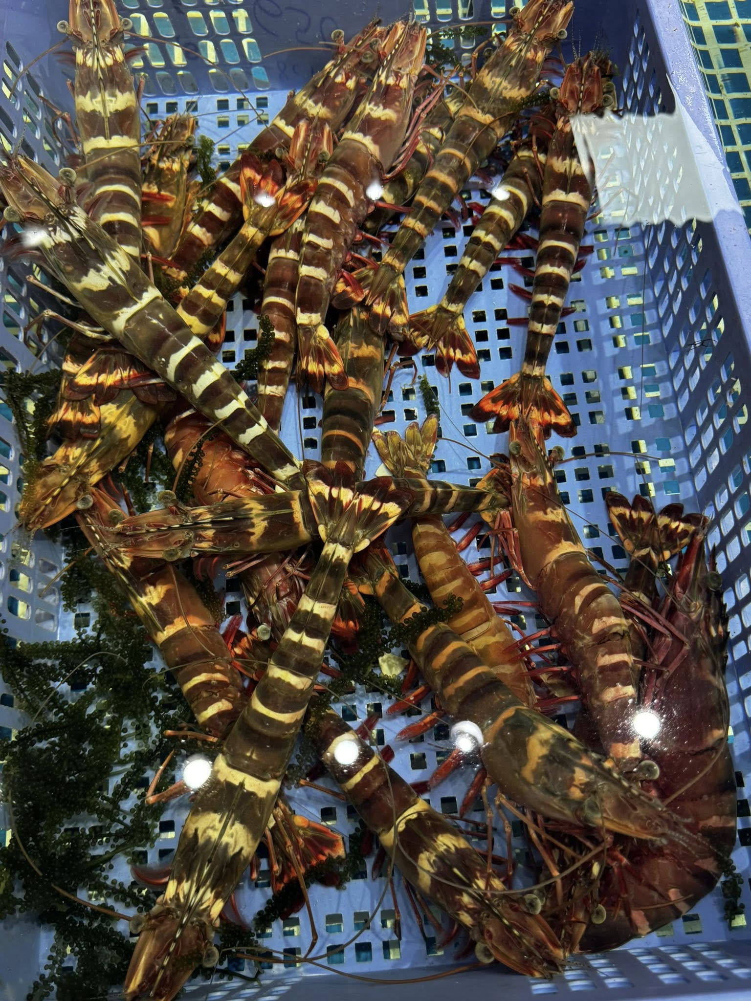 Tôm Sú Hổ Tự Nhiên