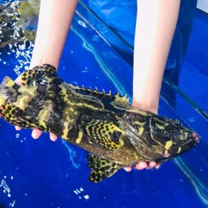 Cá Mú Trân Châu - Sống