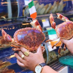 Cua Nâu Ireland - Sống