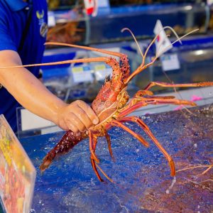 Tôm Hùm Tây Úc - Sống