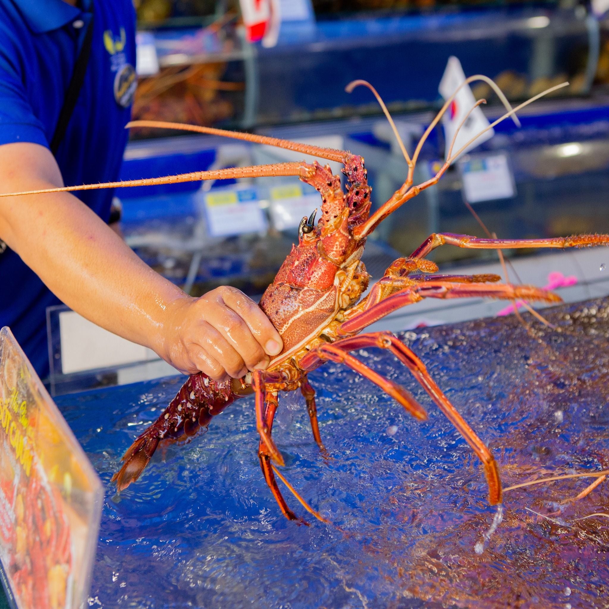 Tôm Hùm Tây Úc - Sống