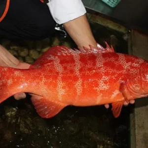 Cá Song Đỏ (Cá Mú Đỏ)