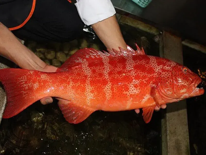 Cá Song Đỏ (Cá Mú Đỏ)